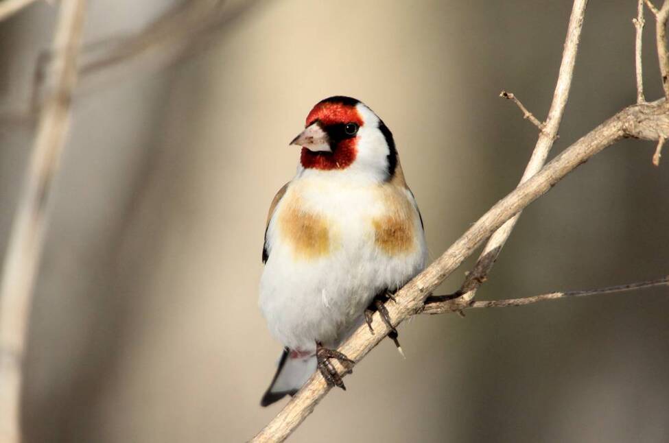 Как выглядят птицы щеглы фото Как выглядят птицы щеглы фото
