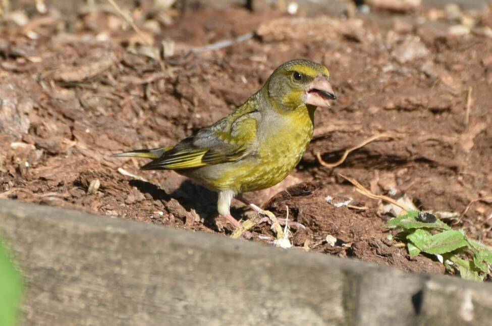Зеленые воробьи фото Зеленые воробьи фото