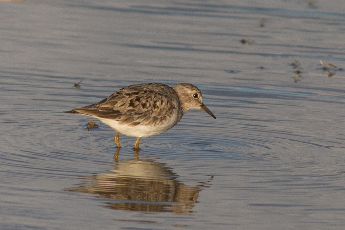 Песочник птица фото Temminck's Stint (Calidris temminckii). Birds of Siberia.