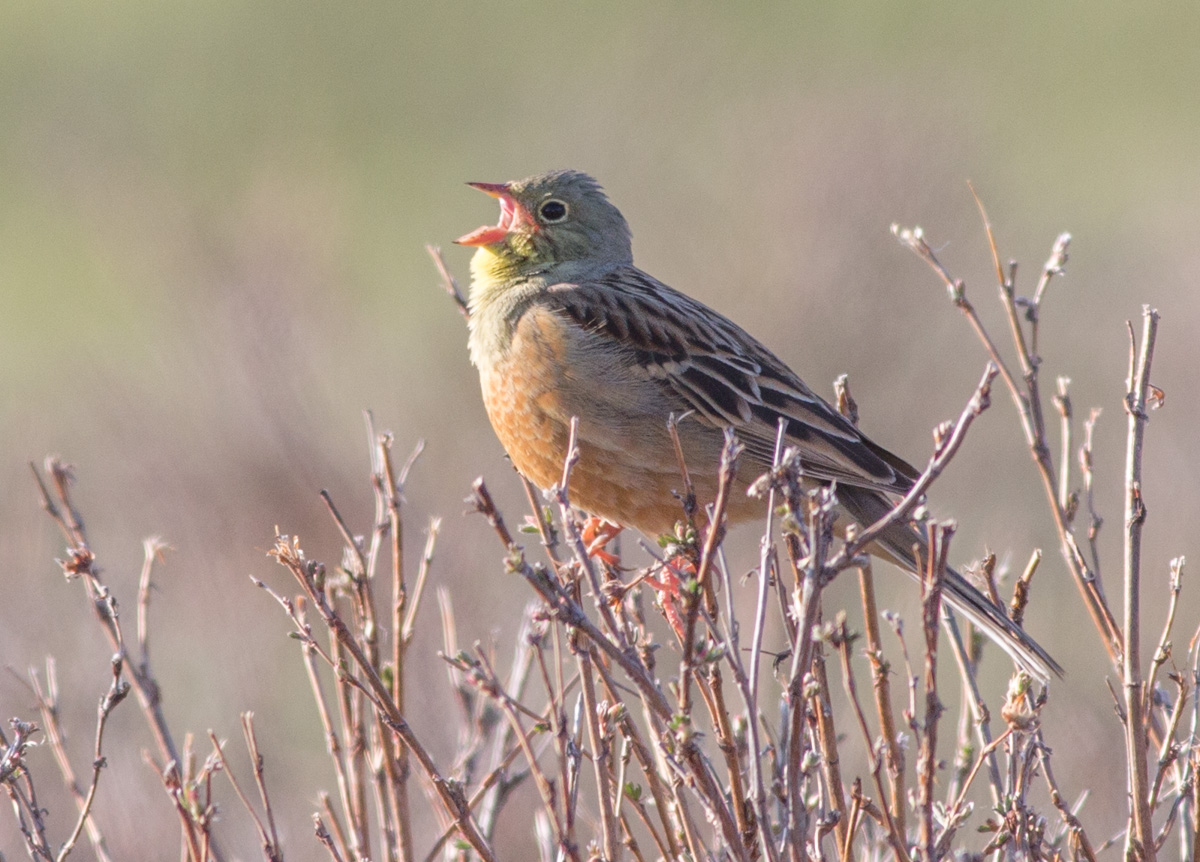 Овсянка садовая птица фото Ortolan Bunting (Emberiza hortulana). Birds of Siberia.