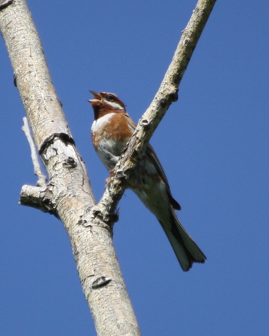 Pine Bunting (Emberiza leucocephala). Birds of Siberia. Поиск картинок