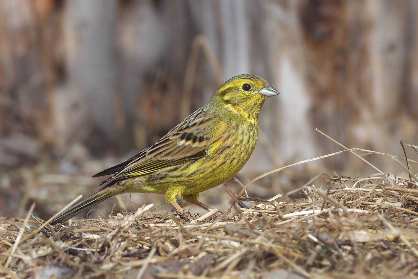 Желтобровый. Обыкновенная овсянка. Yellowhammer. Emberiza hortulana. Овсянка обыкновенная яйца.