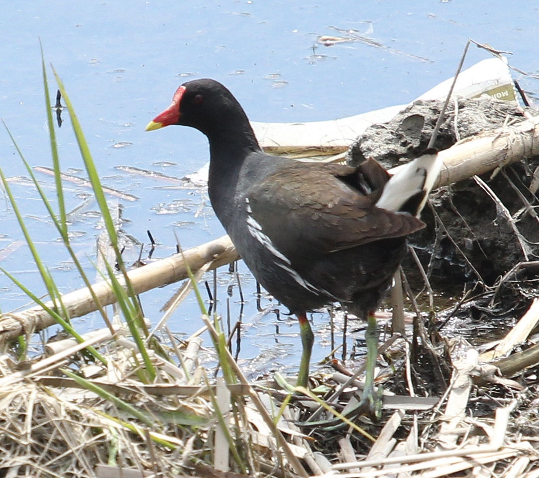 Камышница птица фото и описание Common Moorhen (Gallinula chloropus). Birds of Siberia.