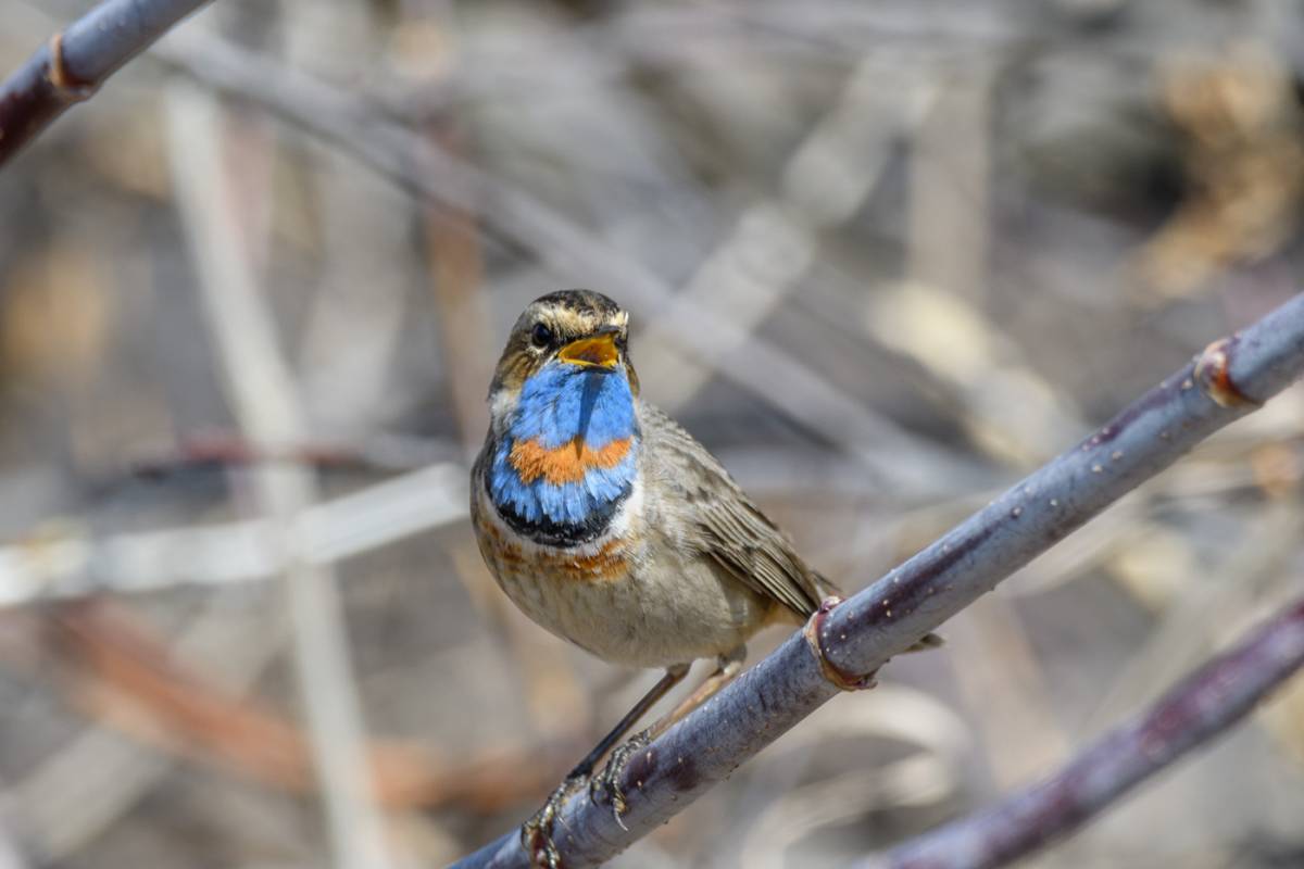 Bluethroat (Luscinia svecica). Birds of Siberia. Поиск картинок