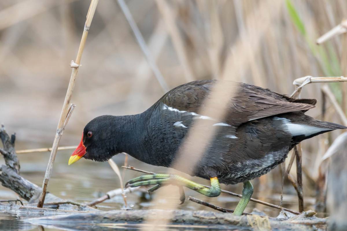 Камышница птица фото и описание Common Moorhen (Gallinula chloropus). Birds of Northern Eurasia.