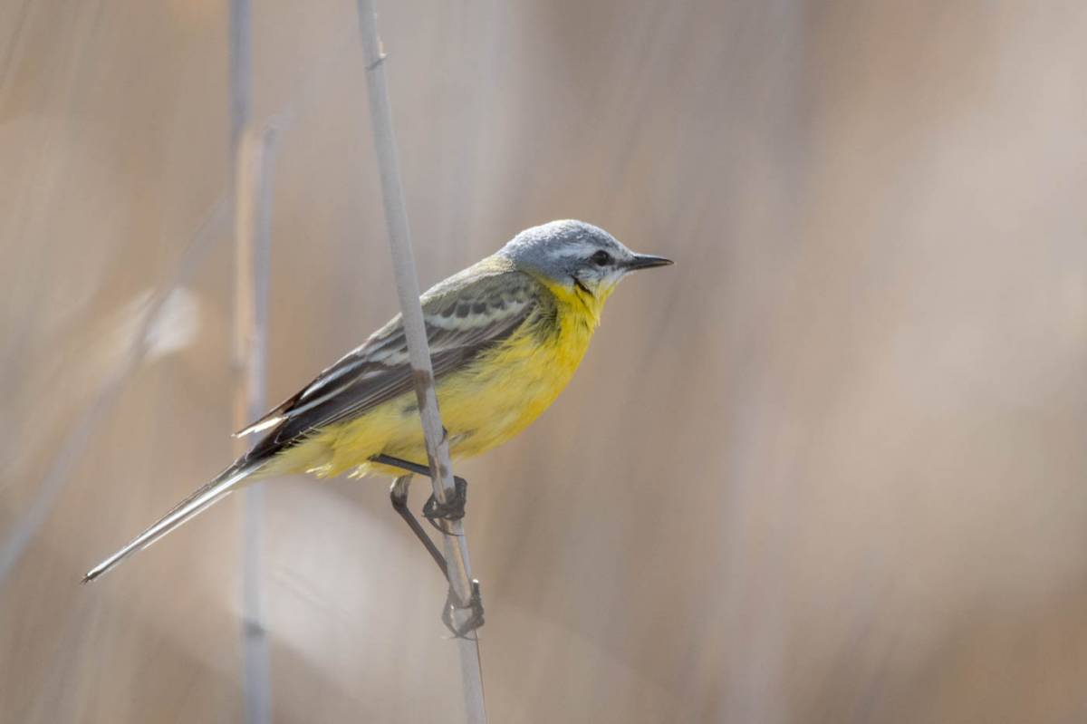 Жёлтая трясогузка (Motacilla flava). Птицы Сибири. Поиск картинок