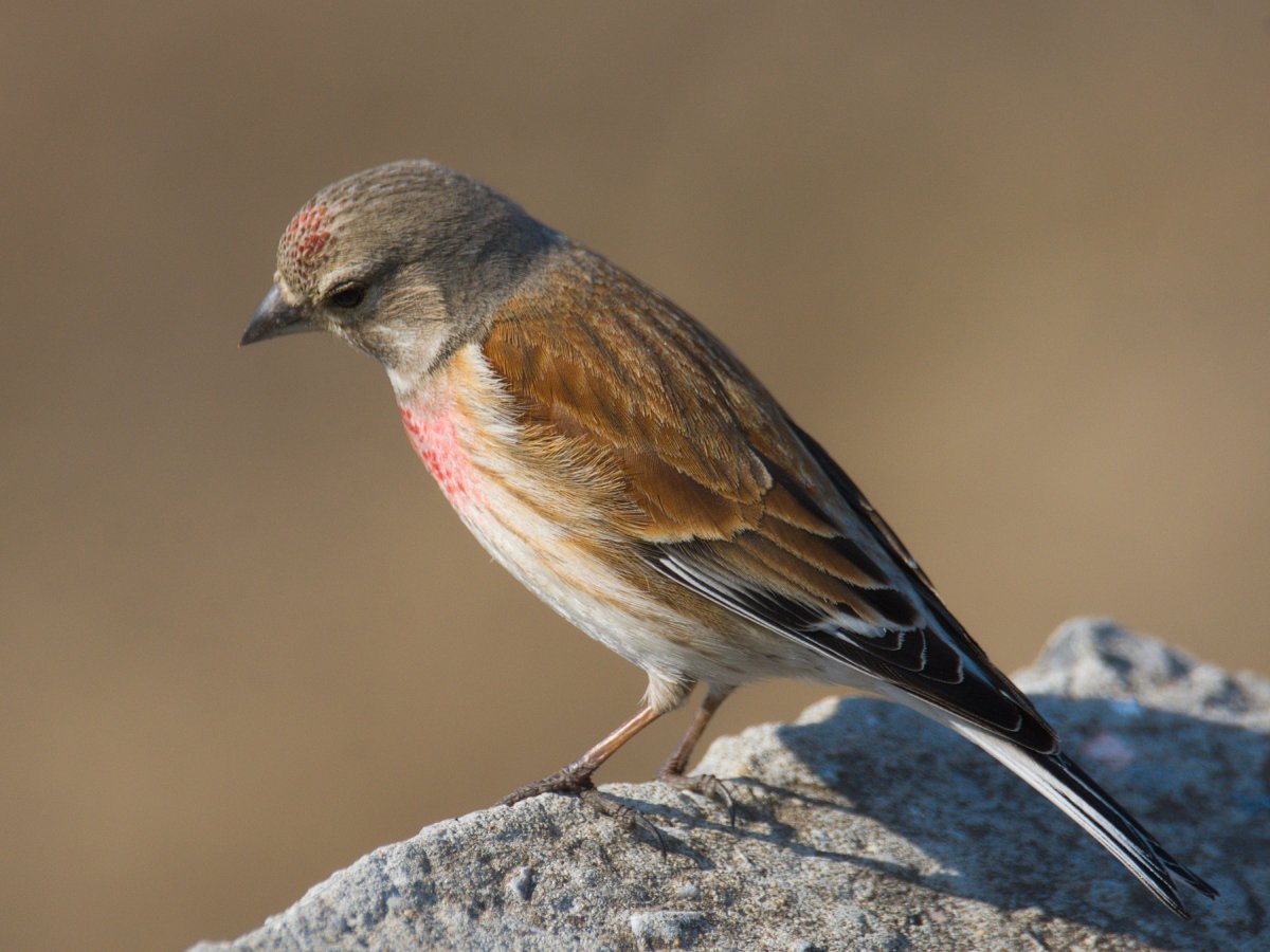 Птица коноплянка фото и описание Eurasian Linnet (Acanthis cannabina). Birds of Siberia.