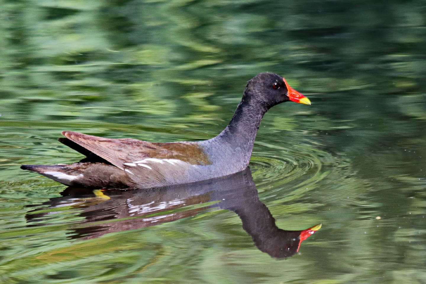 Камышница птица фото Камышница (Gallinula chloropus). Птицы Сибири.