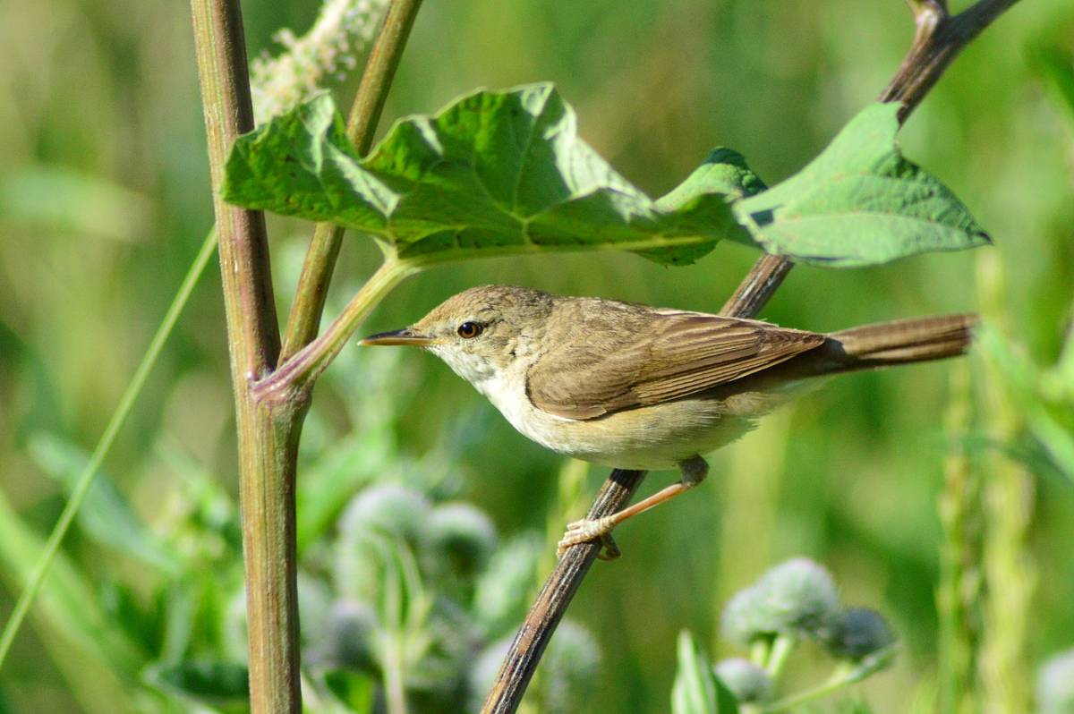 Камышевка днр. Садовая камышевка (Acrocephalus dumetorum) ареал. Маньчжурская короткохвостая камышевка. Отряд Воробьинообразные камышевка. Желтая камышевка.