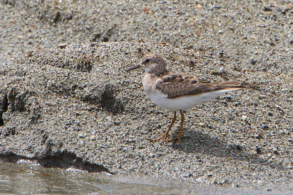 Песочник птица фото Белохвостый песочник (Calidris temminckii). Птицы Сибири.