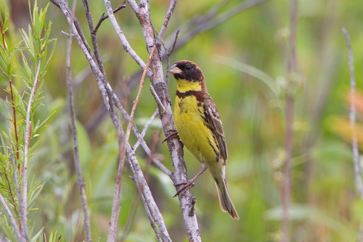 Large Aureola