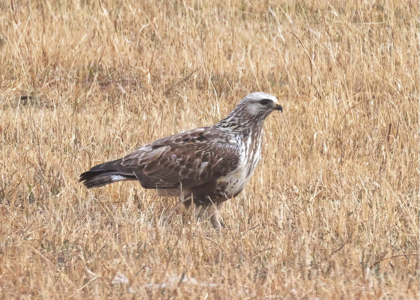 Зимняк (Buteo lagopus). Птицы Сибири.