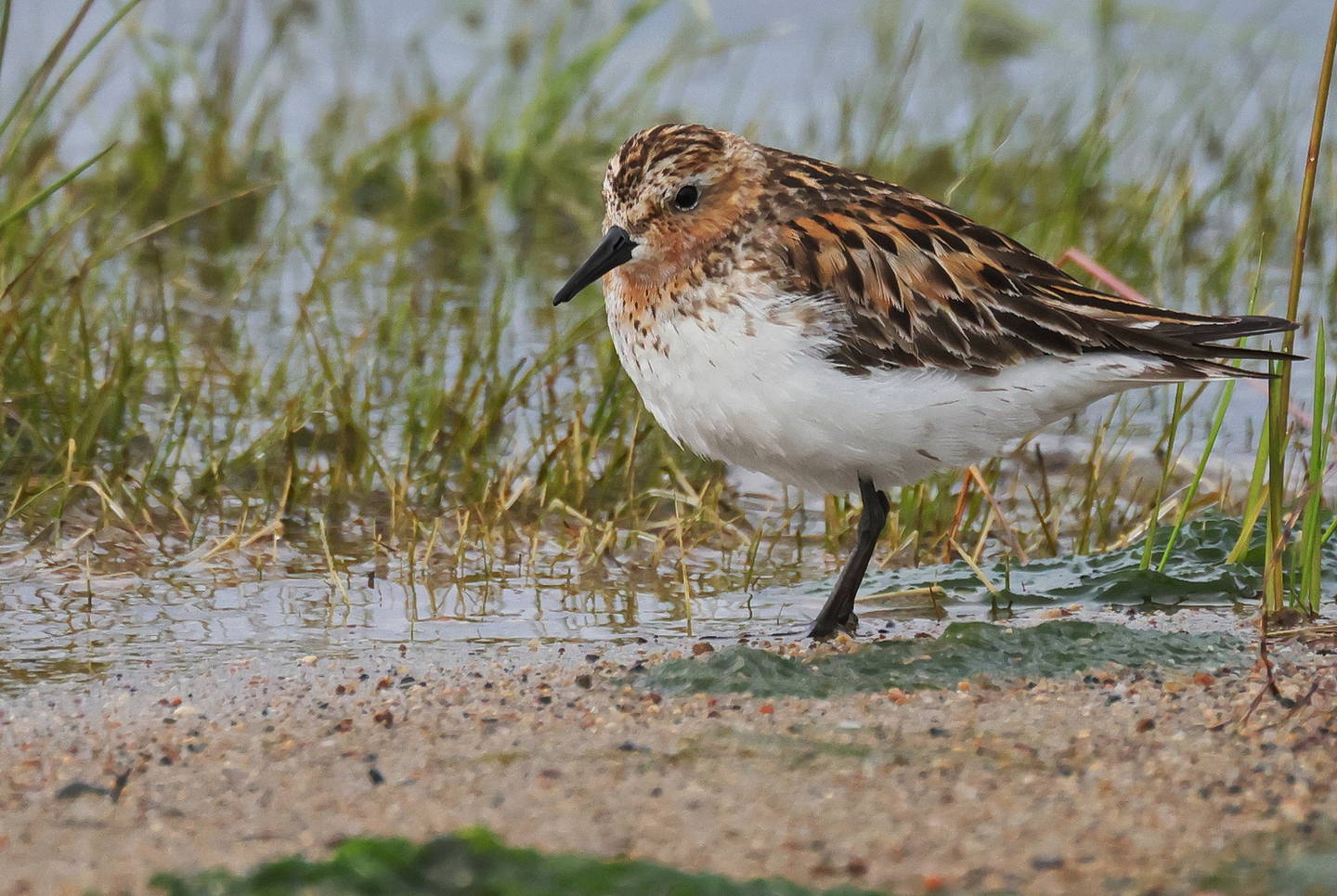 Песочник птица фото Песочник-красношейка (Calidris ruficollis). Птицы Сибири.