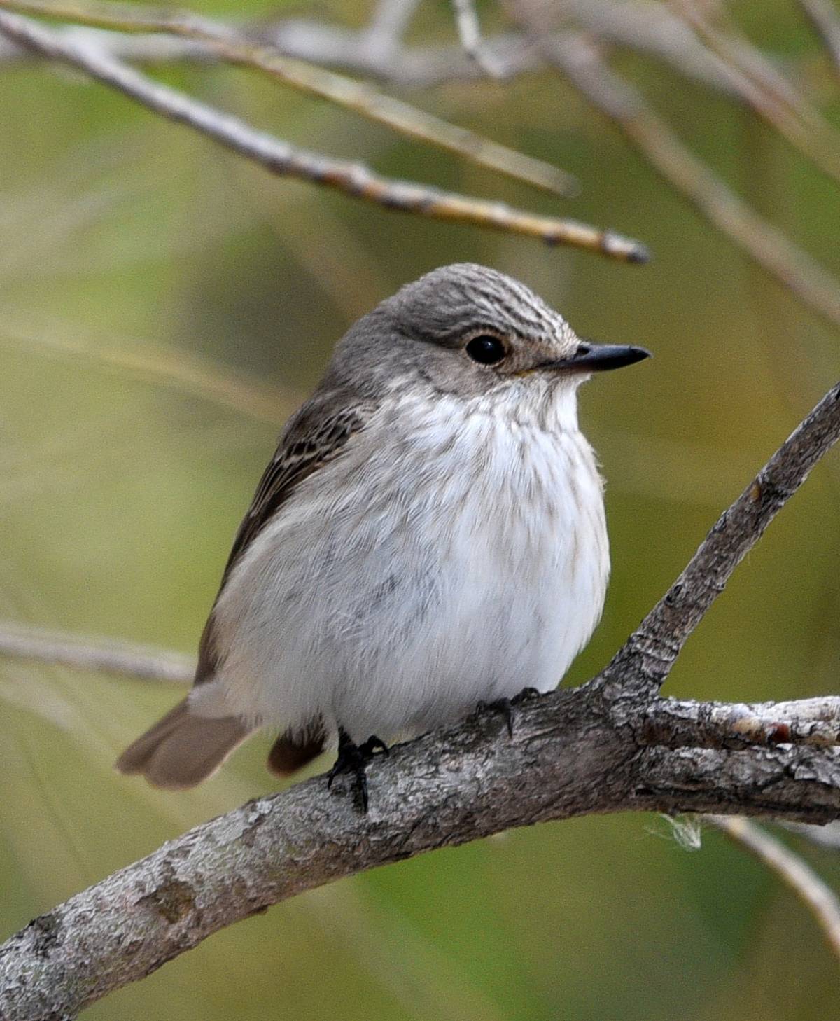 Повтори серая птичка. Мухоловка серая – Muscicapa striata (Pallas, 1764). Серая мухоловка (Muscicapa striata). Лесная сорокопутовая мухоловка. Серая мухоловка juvenile.