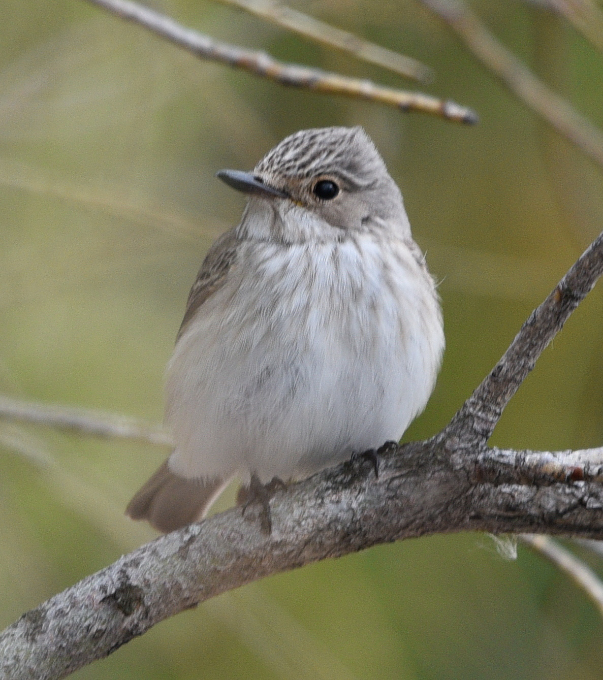 Повтори серая птичка. Серая мухоловка (Muscicapa striata). Мухоловка серая – Muscicapa striata (Pallas, 1764). Серая мухоловка птица птенец. Лесная сорокопутовая мухоловка.