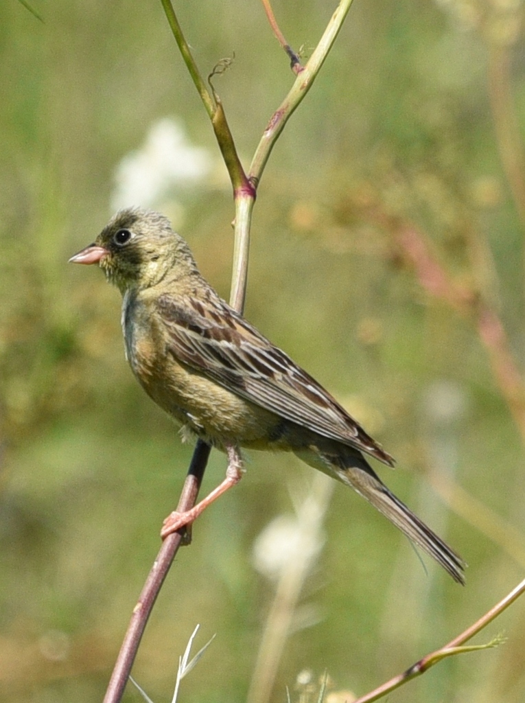 Овсянка садовая птица фото Ortolan Bunting (Emberiza hortulana). Birds of Siberia.