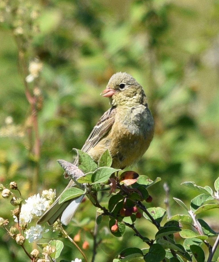 Овсянка садовая птица фото Садовая овсянка (Emberiza hortulana). Птицы Сибири.