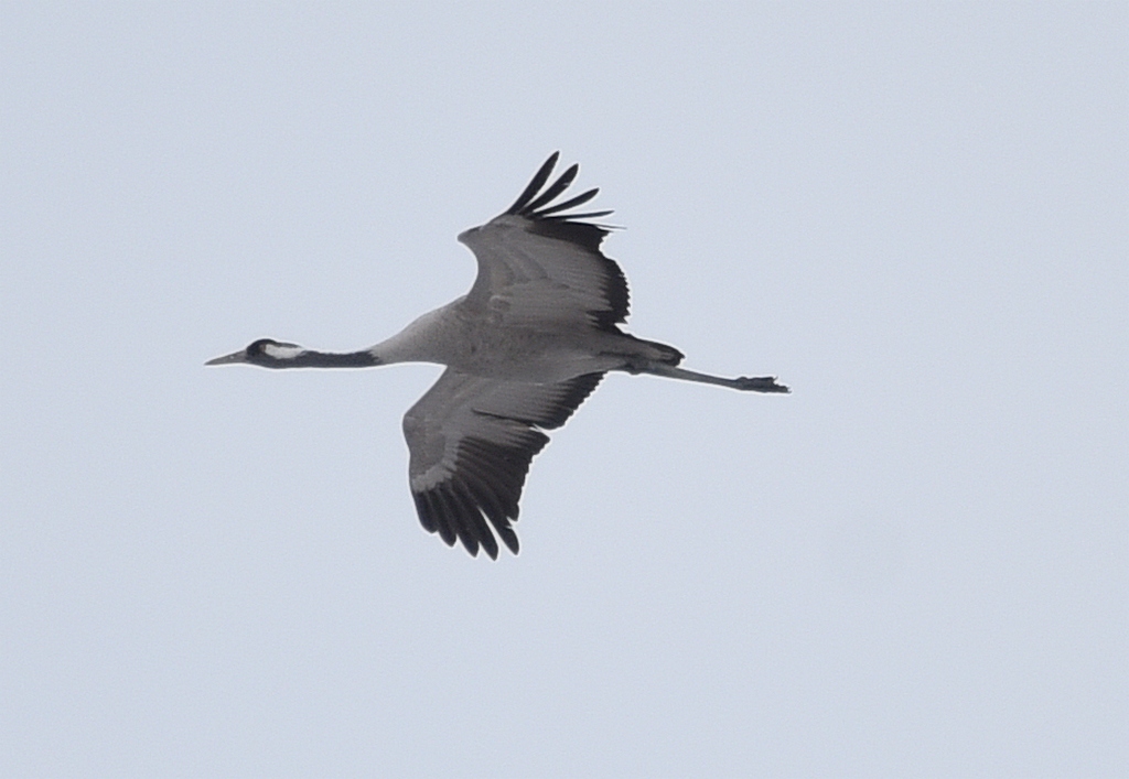 Как выглядит черный журавль Common Crane (Grus grus). Birds of Siberia.
