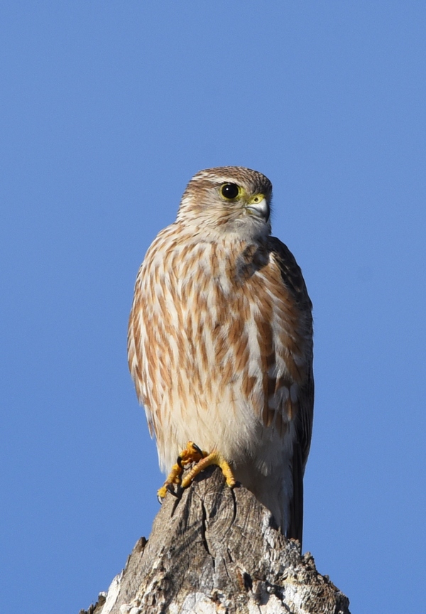 Дербник (Falco columbarius). Птицы Сибири.