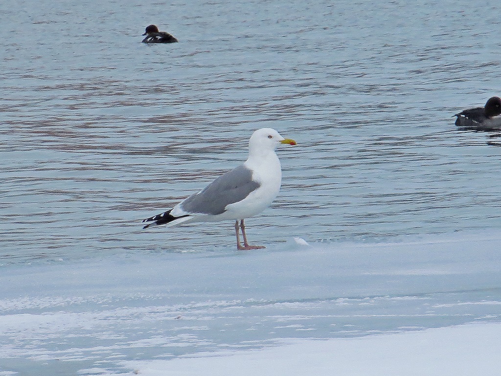 Монгольская чайка (Larus (vegae) mongolicus). Птицы Сибири.