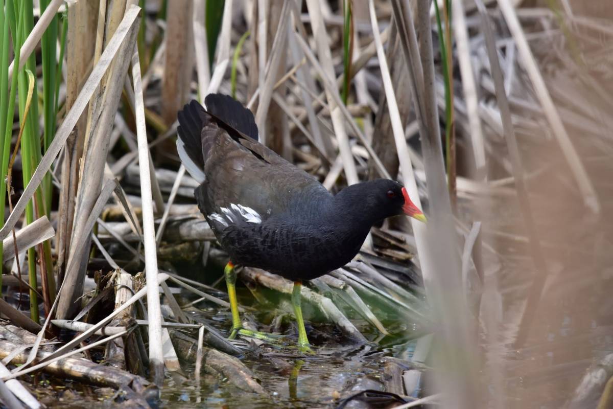 Камышница птица фото Common Moorhen (Gallinula chloropus). Birds of Siberia.