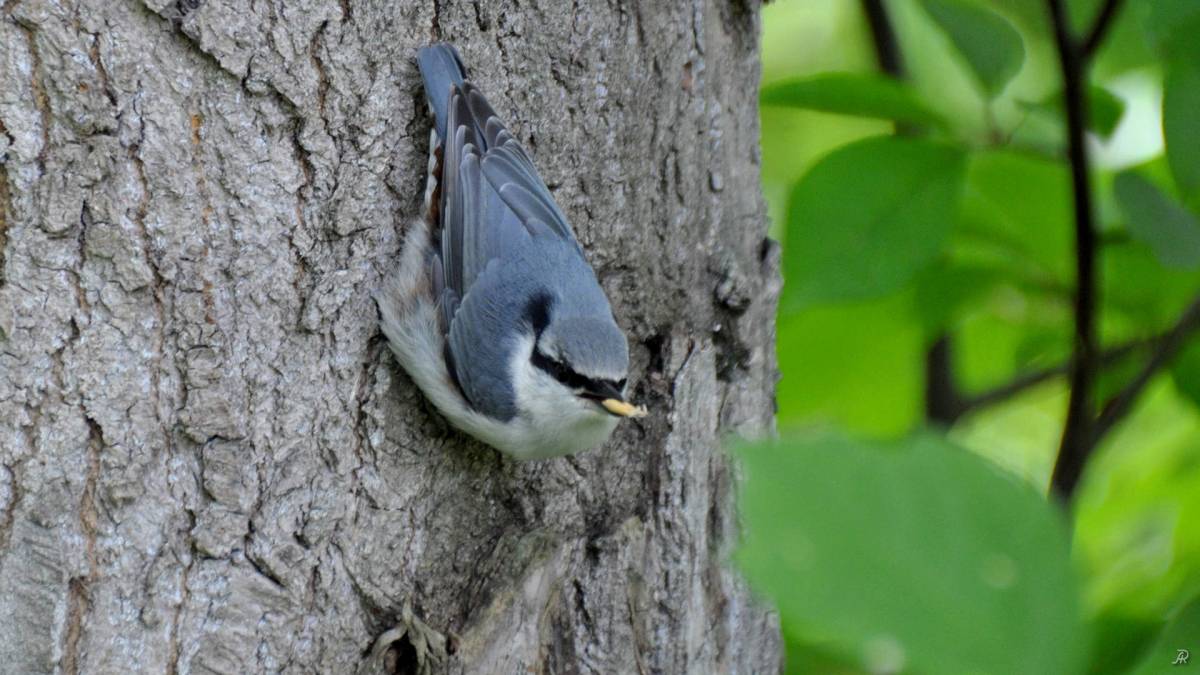 Поползень фото птицы крупным планом Eurasian Nuthatch (Sitta europaea). Birds of Siberia.