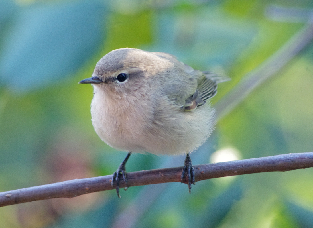 Пенка птица фото Common Chiffchaff (Phylloscopus collybita). Birds of Siberia.