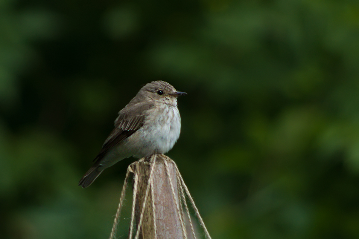 Повтори серая птичка. Мухоловка серая – Muscicapa striata (Pallas, 1764). Серая мухоловка (Muscicapa striata). Серая мухоловка в Сибири. Серая мухоловка зимой.