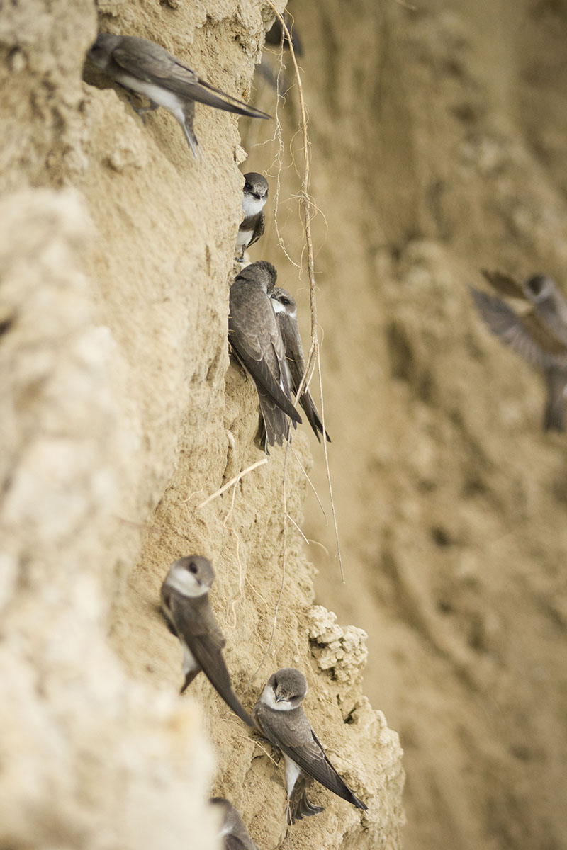 Береговушка птица фото Sand Martin (Riparia riparia). Birds of Siberia.