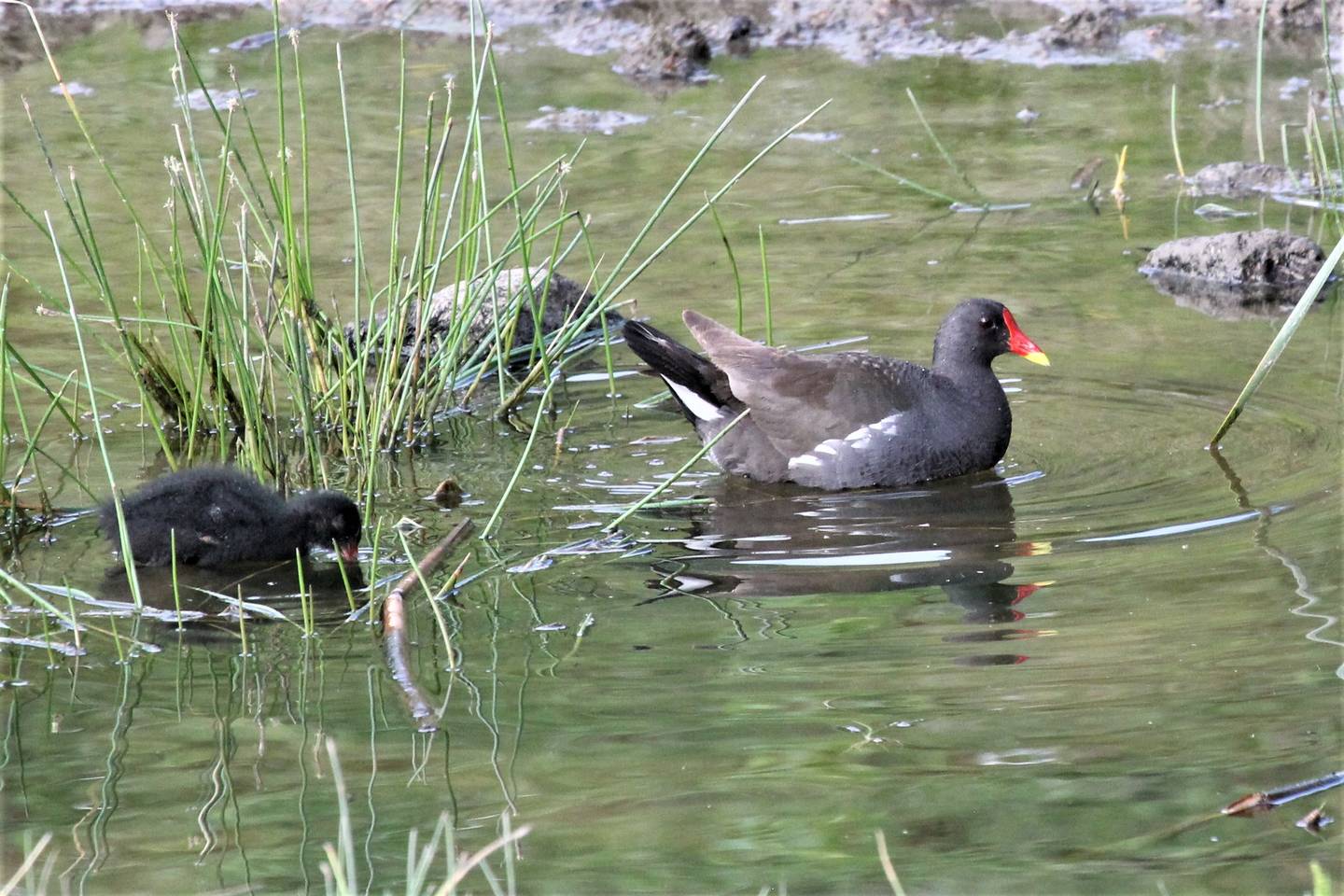 Камышница птица фото и описание Common Moorhen (Gallinula chloropus). Birds of Siberia.