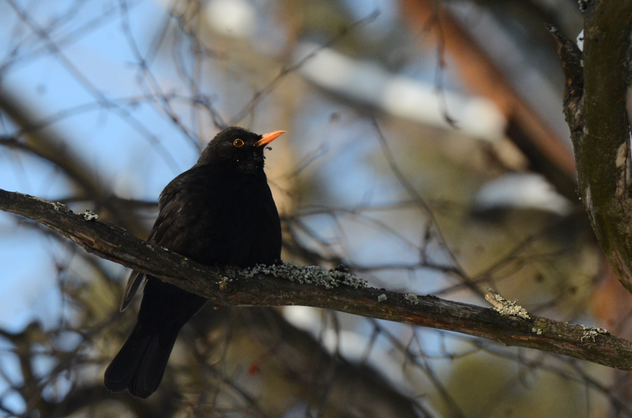 Eurasian blackbird птица