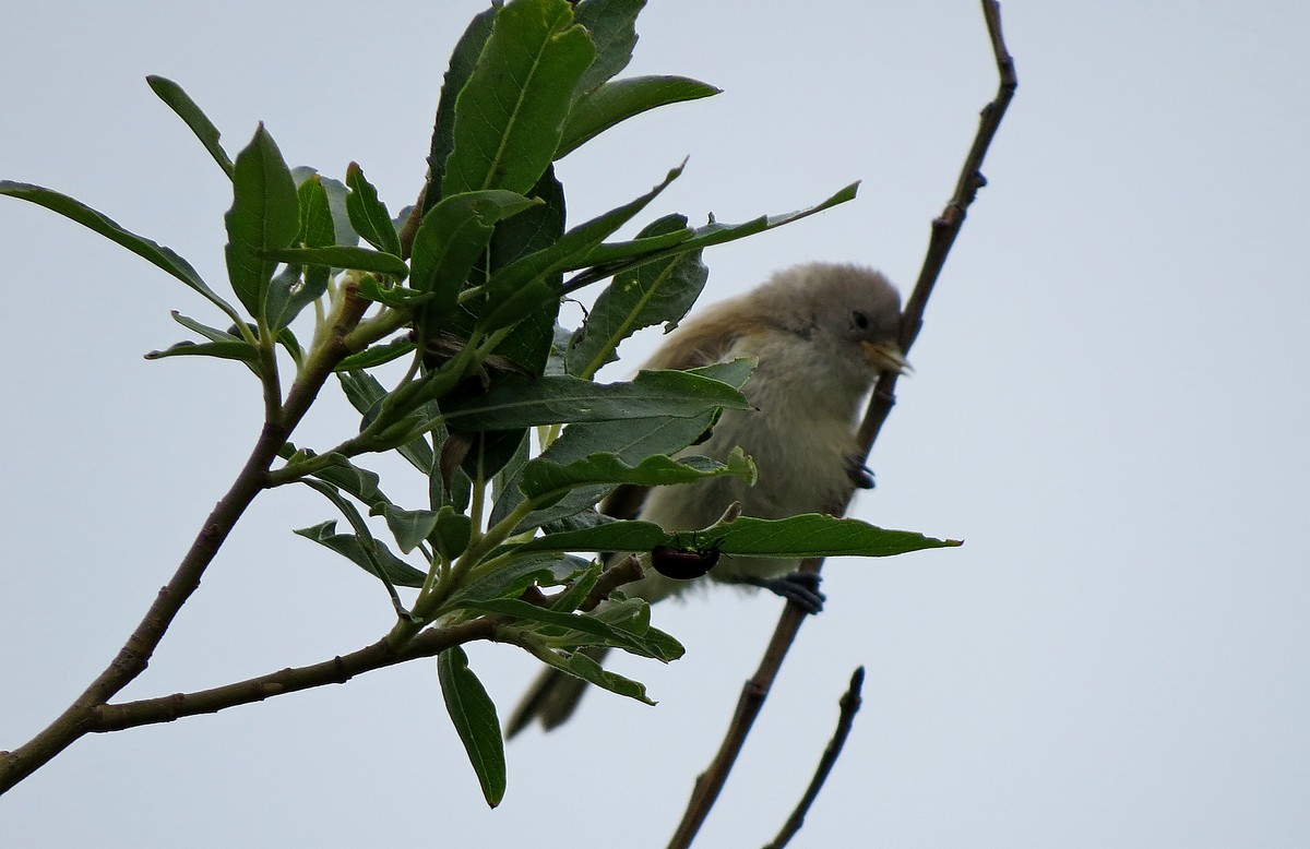 Ремез аэропорт. Obamus coronatus. Coronatus.