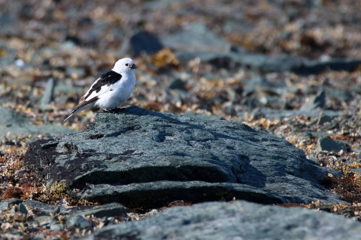 Пуночка птица фото Snow Bunting (Plectrophenax nivalis). Birds of Siberia.