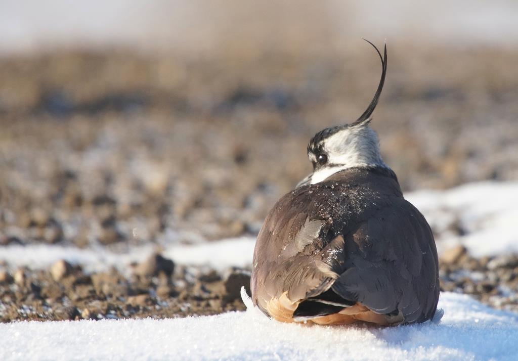 Northern Lapwing (Vanellus vanellus). Birds of Siberia. Поиск картинок