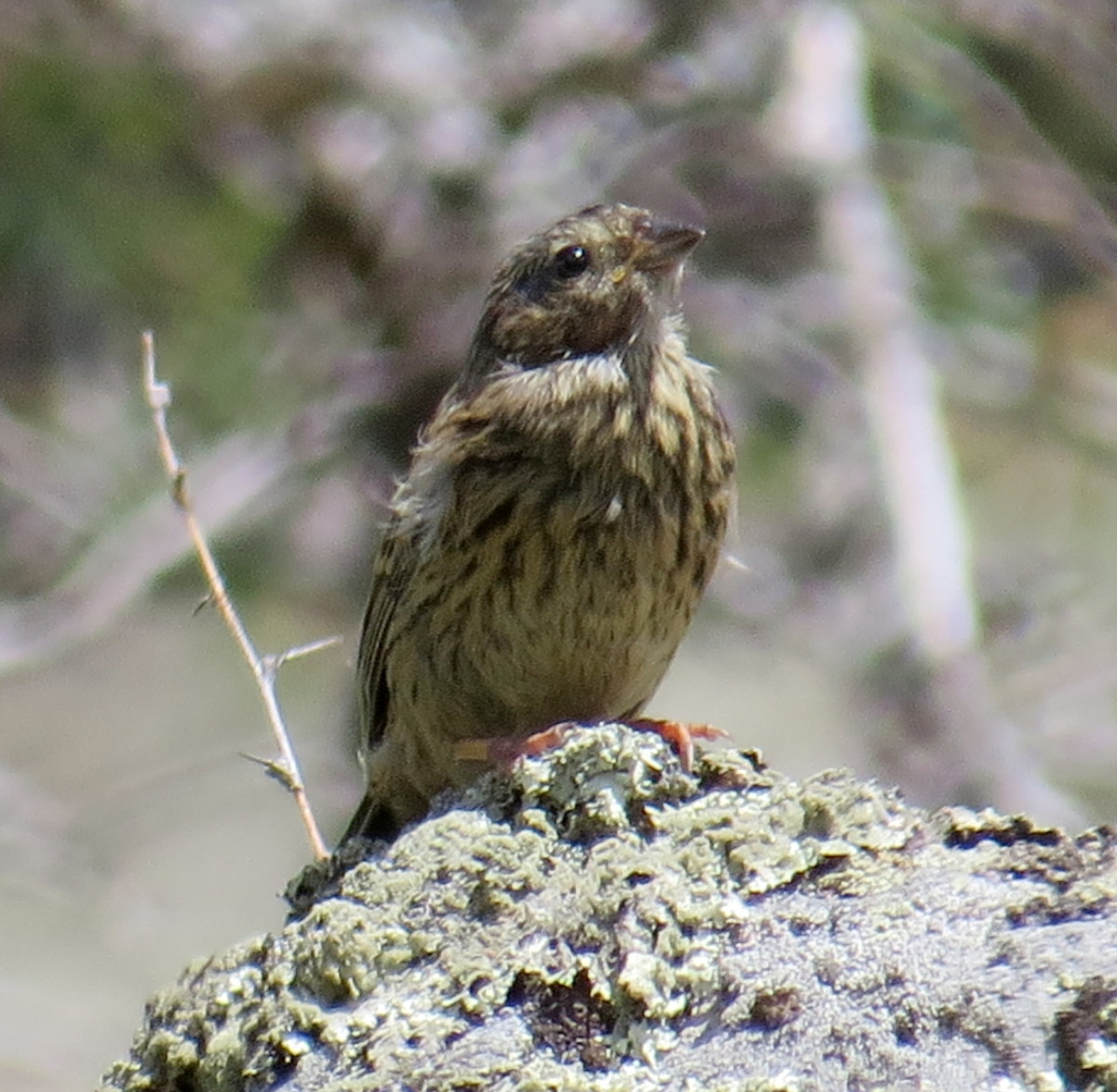 Овсянка садовая птица фото Ortolan Bunting (Emberiza hortulana). Birds of Siberia.